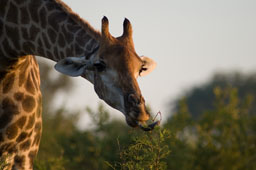 Giraffe (female)